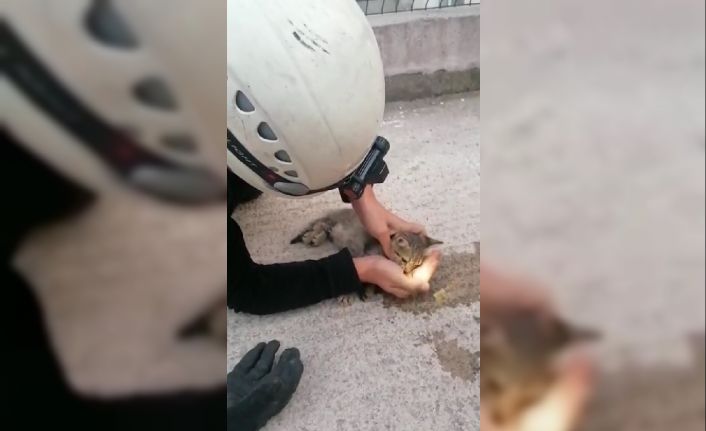 Kalbi duran kediyi hayata döndürmek için zamanla yarıştı