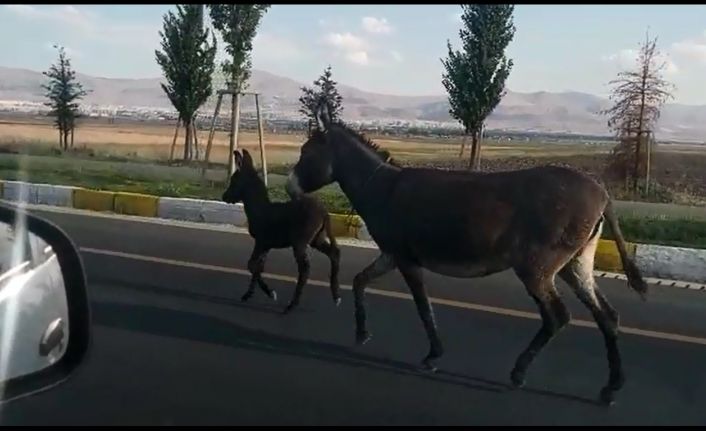 Karayoluna çıkan başıboş eşek ve yavrusu sürücülere zor anlar yaşattı