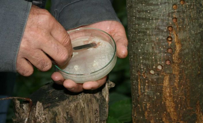 Kestane ormanlarında kestane dal kanseriyle ilgili mücadele devam ediyor
