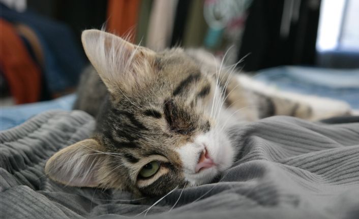 Kimsenin istemediği tek gözü kör kedi bir mağazanın gözbebeği oldu