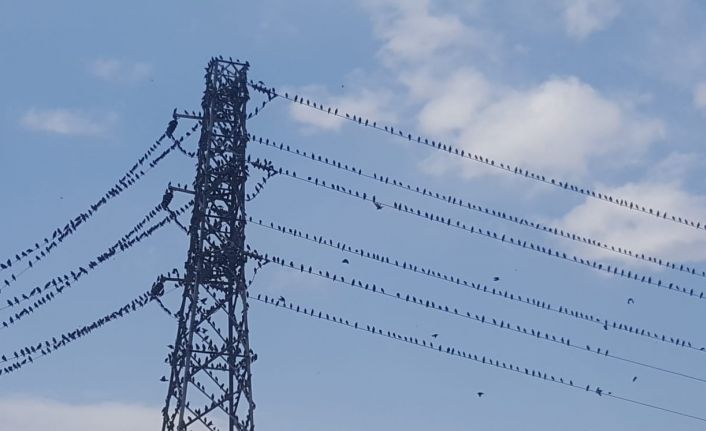 Kırlangıçlar Bayburt’ta mola verdi