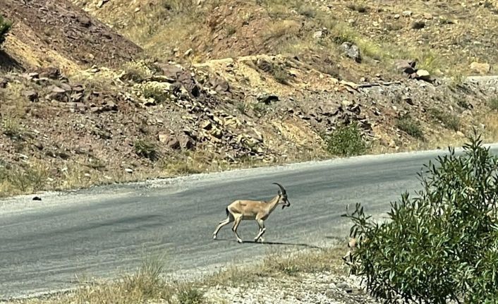 Koruma altındaki yaban keçileri Munzur ve Pülümür Vadisi’nde görüntülendi