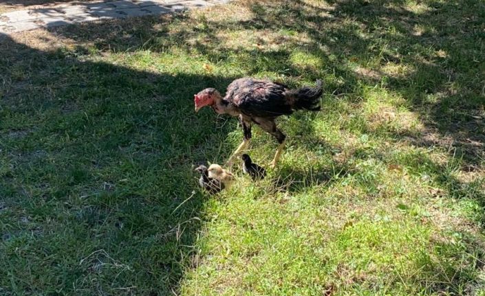 Kuluçkaya yatan horoz civcivlere annelik yapıyor