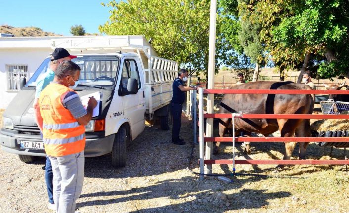 Manavgat’ta yangınzede çiftçilere hayvan desteği