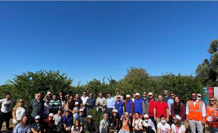 Mandalinalar ihtiyaç sahipleri için hasat edildi