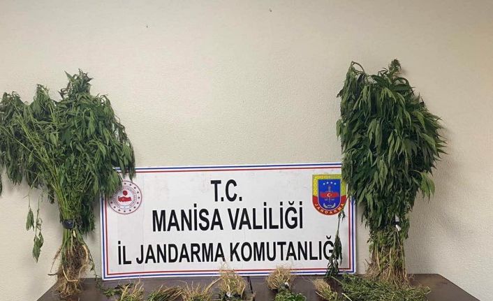 Manisa’da 153 kök kenevir ele geçirildi