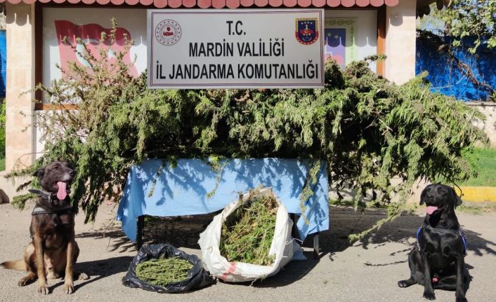 Mardin’de jandarmadan esrar operasyonu