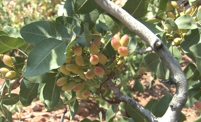 Menengiç ağaçlarına aşılanan Antep fıstığının yöreye katkı sağlaması hedefleniyor