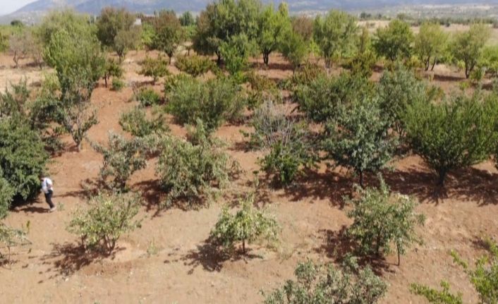 Merak üzerine dereden getirdiği elma fidanıyla şimdi 5 ton hasat yapıyor