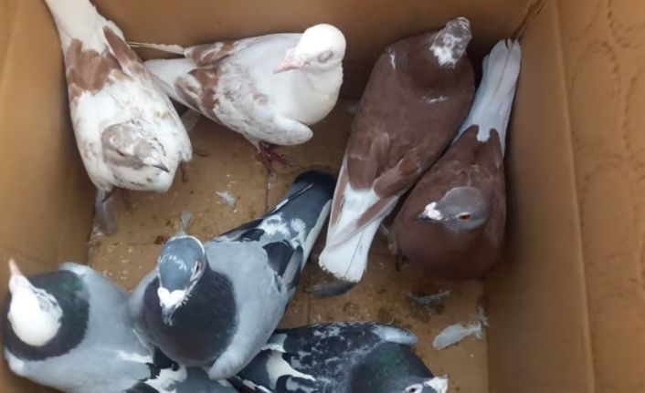 Mersin Barosu, kuş pazarındaki hak ihlalleri için harekete geçti