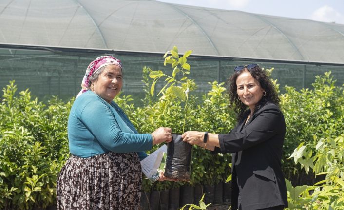 Mersin Büyükşehir Belediyesi çiftçilere 4 bin 40 adet avokado fidanı dağıttı