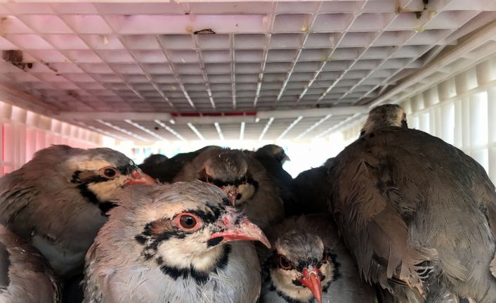 (Özel) Antalya’nın 640 mahallesinde 18 bin kınalı keklik doğaya salınıyor