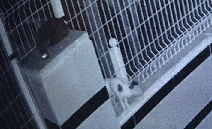 (ÖZEL) Ayağı bahçe teline sıkışan yavru kedi 9 saat boyunca kurtarılmayı bekledi