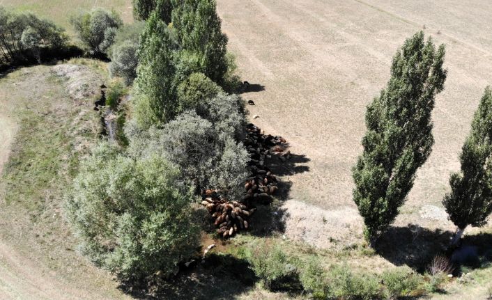 (Özel) Besiciler sıcaktan etkilenen büyükbaş hayvanlarını derede, küçükbaş hayvanlarını da ağaç diplerinde serinletiyor