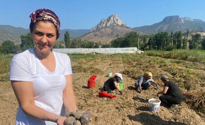 (Özel) Mor patatese kadın eli değdi