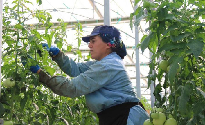 (ÖZEL) Sıcak su ile yıllık bin 200 ton domates üretiliyor