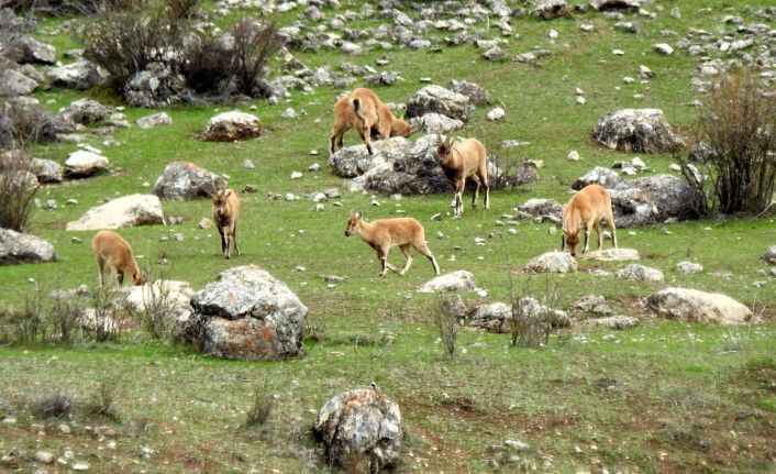 (Özel) Terörden temizlenen Munzur Dağlarına yaban keçileri güzellik katıyor