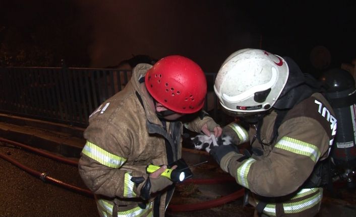 (Özel) Ümraniye’de alev alev yanan gecekonduda itfaiye ekipleri yavru kediyi böyle kurtardı