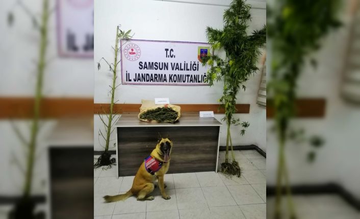 Samsun’da jandarma 2 kilo uyuşturucu madde ele geçirdi