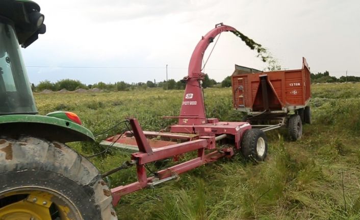 Sığır besiciliğinde ucuz ve en önemli kaba yem kaynağı mısır silajı oldu