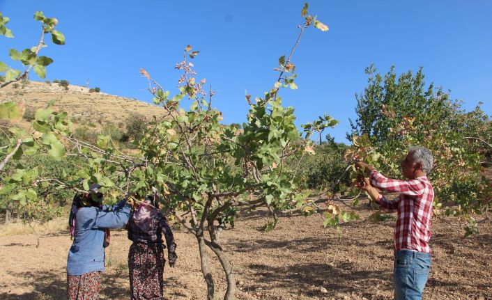 Siirt’te, ülke ekonomisine 10 milyar lira gelir sağlayan fıstık hasadı sona erdi