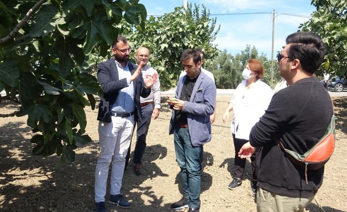 Siyah incir ihracatın gözdesi