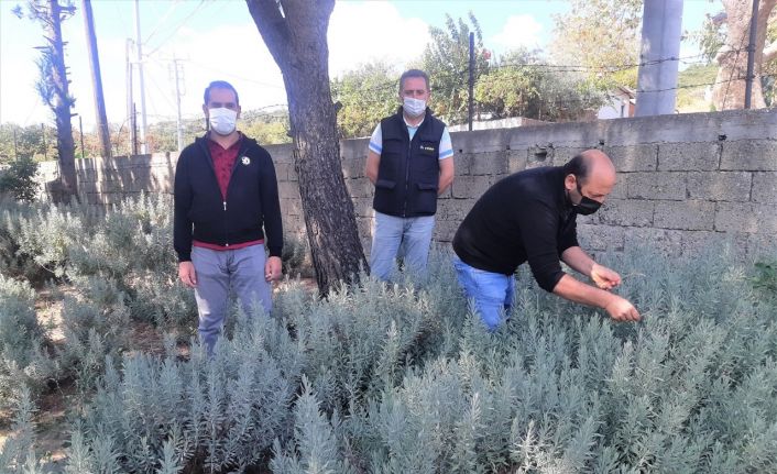 Solucan gübresi bereketi