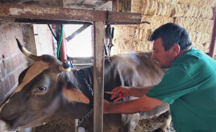 Sonbahar şap aşılama kampanyası