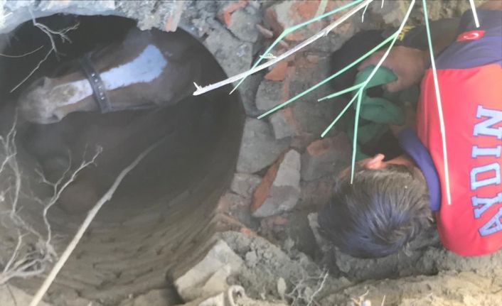 Su kuyusuna düşen at için seferber oldular
