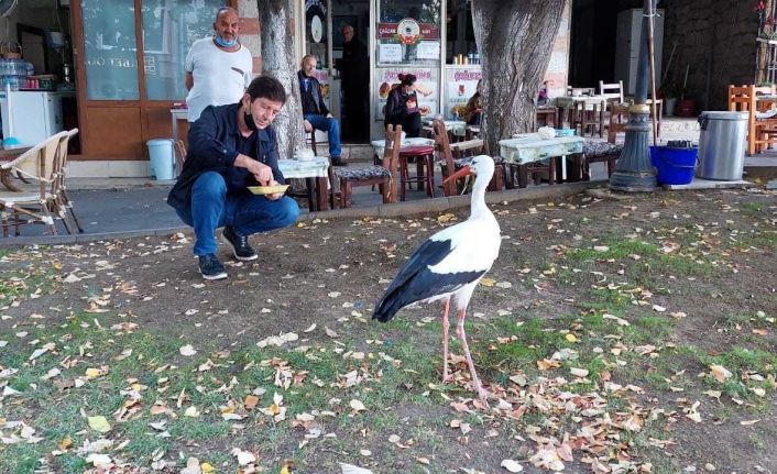Sürüsünü terk etti mahallenin sakini oldu