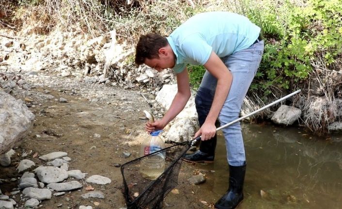 Suyu azalan çayda ölmek üzere olan 200 balığı başka çaya taşıdı