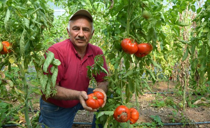Tanesi ortalama 1 kilo geliyor, bu domatesler ağırlıklarıyla dikkat çekiyor