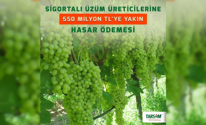 TARSİM’den sigortalı üzüm üreticilerine 550 milyon TL’ye yakın hasar ödemesi