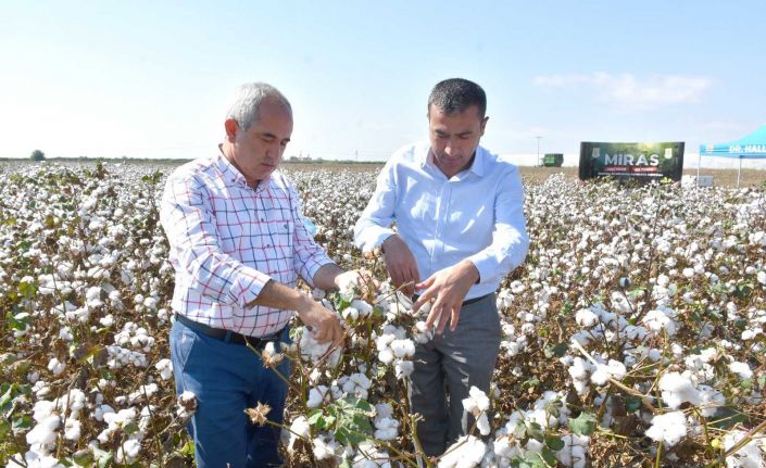 Tarsus Belediyesi destek verdi, yerli pamuk hasadı yapıldı