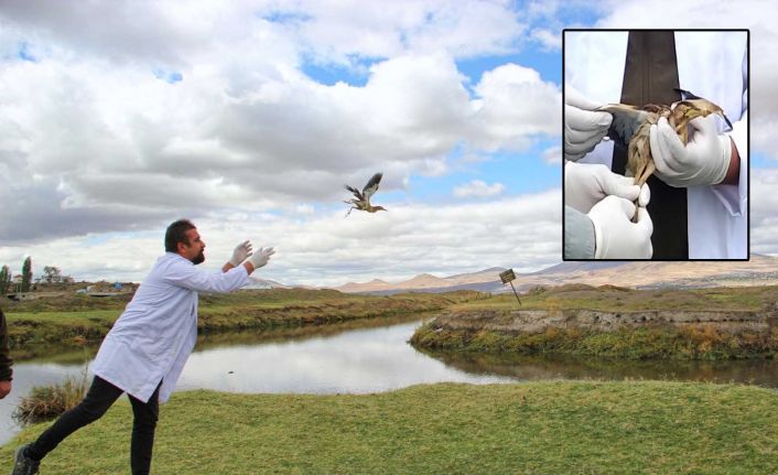 Tedavi edilen Hint Gölet Balıkçıl Kuşu doğaya bırakıldı