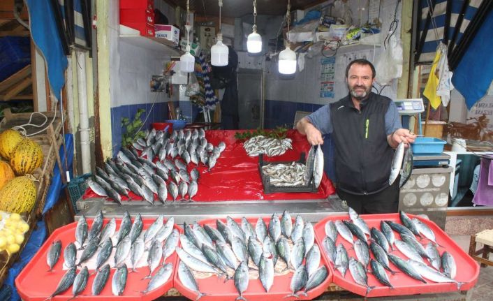 Tezgahları hamsi ve palamut süslüyor