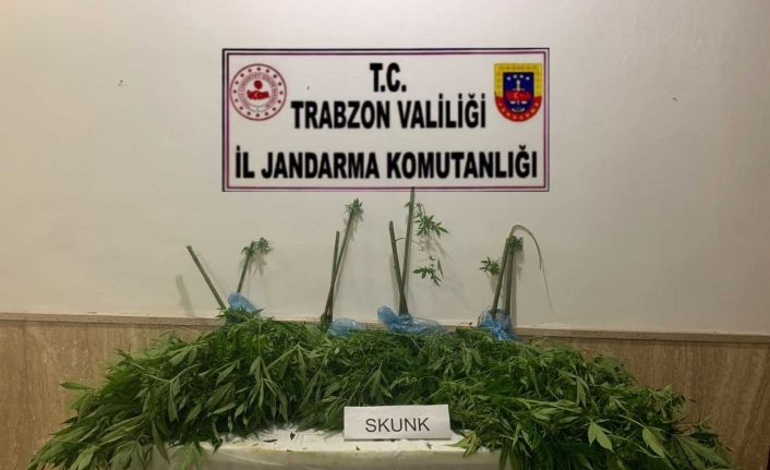 Trabzon’da jandarma ekiplerinin uyuşturucu ile mücadelesi hız kesmeden devam ediyor