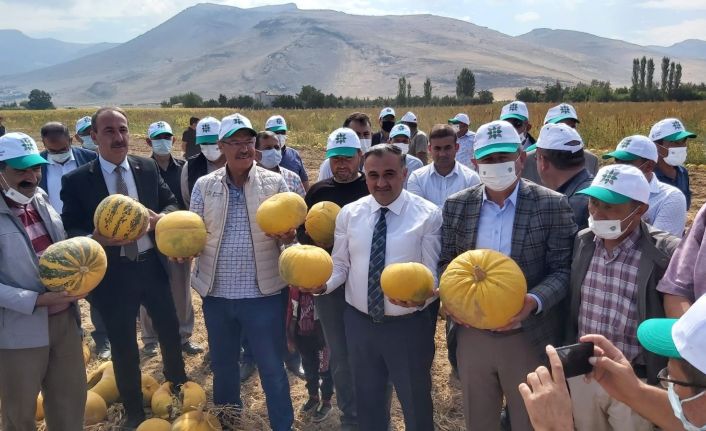 Türkiye’de ilk; ilk yerli ve milli kabak çekirdeği ’Keykubat’ın ilk ürünleri hasat edildi