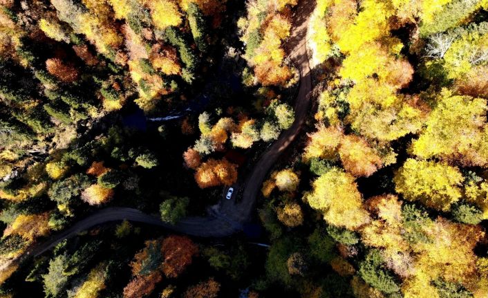 Türkiye’nin en büyük blok ormanlarına giriş-çıkış yasağı uzatıldı