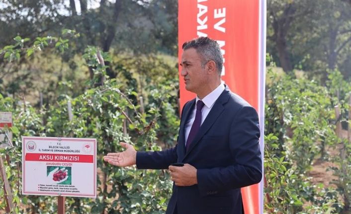 Ulupınar köyünde kırmızı meyve hasadı yapıldı