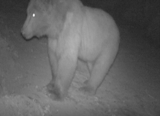 Yalova ormanlarındaki doğal hayat fotokapanlara böyle yansıdı