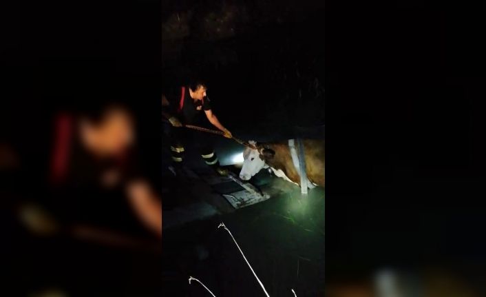Yangın söndürme havuzuna düşen ineği itfaiye ekipleri kurtardı