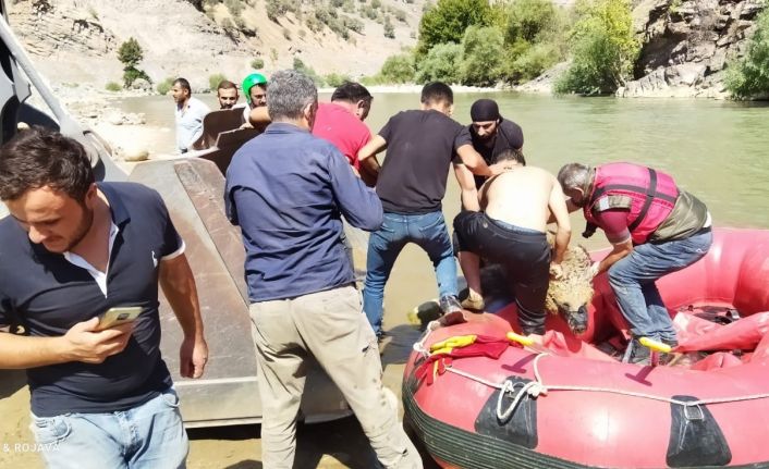 Yaralı ayı botla Zap Suyu’nun karşı tarafına geçirilerek Van’a sevk edildi