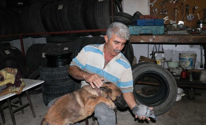 Yavru güvercin ile köpeğin dostluğu yürekleri ısıttı