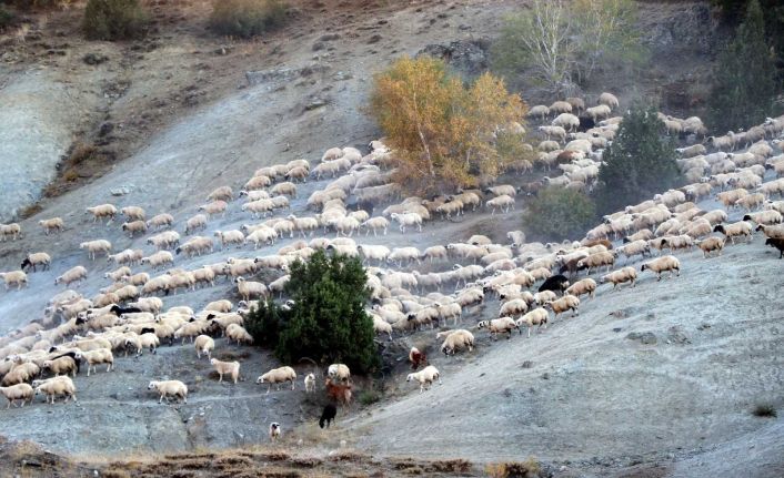 Yayla mesaisini tamamlayan Doğu Anadolu’daki göçerler dönüş yolunda