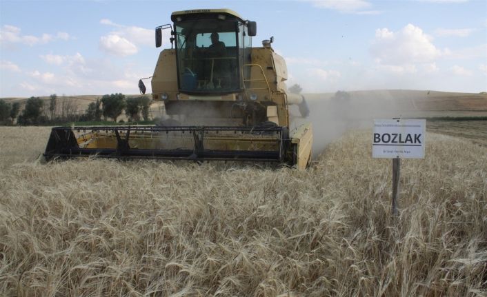 Yerli çeşit arpa hasadı yapıldı