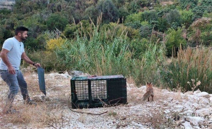 30 tavuğu telef eden tilkiyi yakaladı, karnını doyurup tekrar doğaya saldı