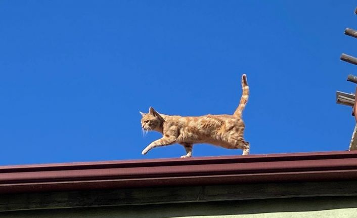 4 yıldır çatıdan inmiyor, vatandaşlar balık ve ciğerle besliyor