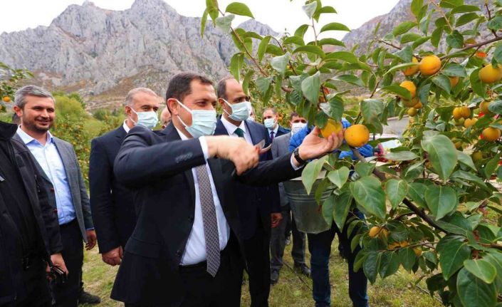 Amasya’da cennet hurması hasadı başladı: 600 tondan fazla rekolte bekleniyor