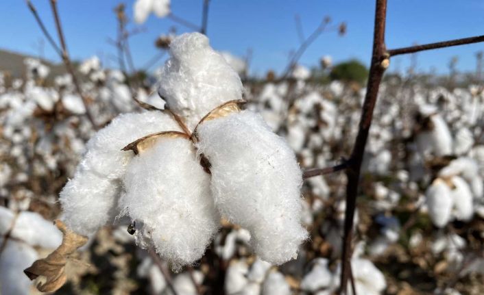 ANTBİRLİK pamuğun fiyatını 11 TL olarak açıkladı